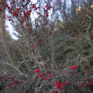 Winter Blossoms at Thistlewyck