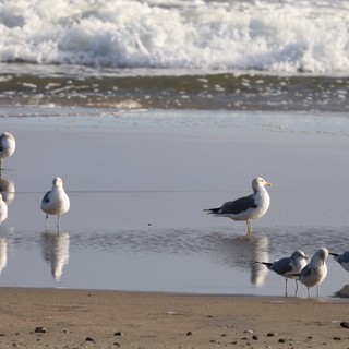 Seagulls Gathered at Water's Edge on Sandy Beach