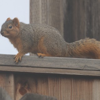 Alert Fox Squirrel Perched on Wooden Fence Rail