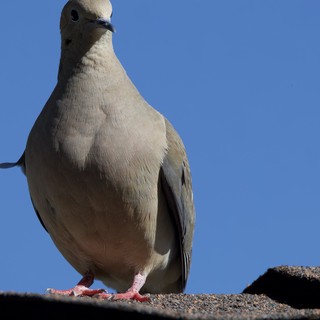 Curious Mourning Dove in Intimate Close-Up Portrait