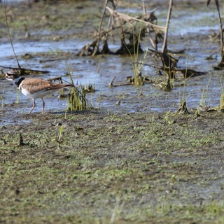 Killdeer Wading in Shallow Wetland Waters