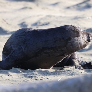 Northern Elephant Seal Pup Nursing on Sandy Beach
