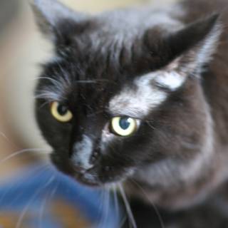 Yellow-eyed Black Cat