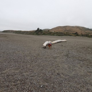 Small Dog Explores Driftwood on Foggy Northern California Beach