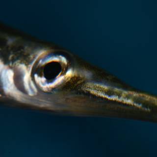 Long-toothed Fish