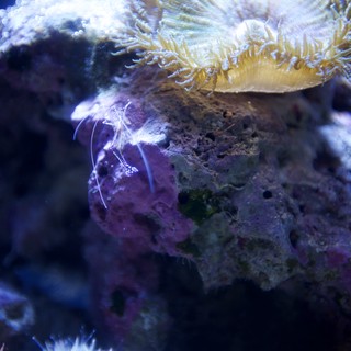 Vibrant Marine Life: Purple Anemone and Yellow Coral Polyps