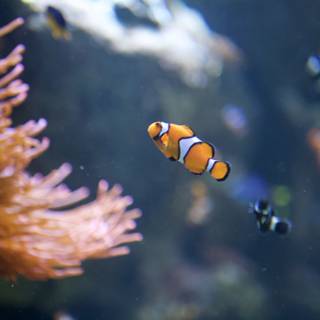 Clown Fish and the Anemone