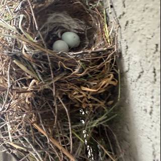 Nestled Beginnings