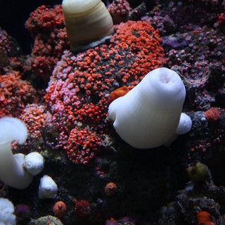 aquarium or underwater photography site