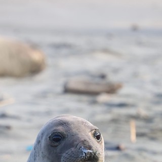 Curious Elephant Seal Pup at Drakes Beach