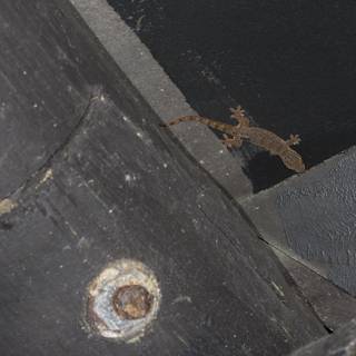 Gecko Perched on a Building Wall