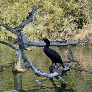 Cormorant on a Tree Branch in Stow Lake