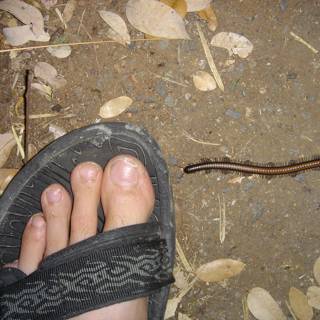 Unwanted Guest on My Foot