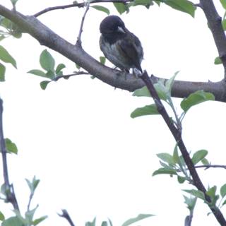 A Quiet Perch