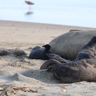 Elephant Seals Resting on Drakes Beach with Crow