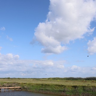 Wooden Pier at Yolo Bypass Wetlands Under Cloudy Sky