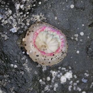 Vivid Pink Anemone Exposed at Low Tide