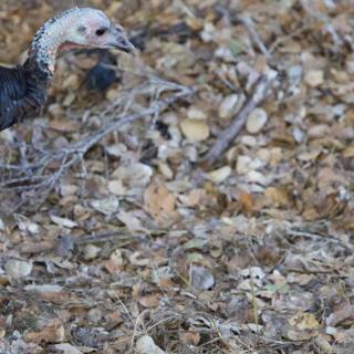 Wild Turkey Amidst Autumn Leaves