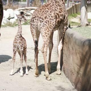 Adorable Baby Giraffe at the Zoo