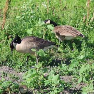 Canada Geese Pair Foraging in Wetland Vegetation