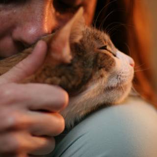 Affectionate Abyssinian