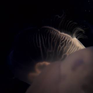 Starry Night Jellyfish