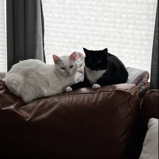 Two Feline Couch Potatoes