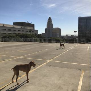 Canine Duo in an Empty Parking Lot