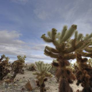 Lone Cactus in a Sunlit Desert