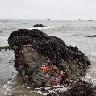 Vibrant Tide Pool Life on Mussel-Covered Rock