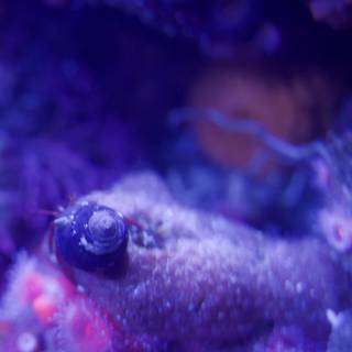 The Purple Spectacle: Sea Anemone Portraiture