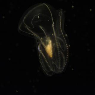 Majestic Jellyfish in the Open Sea