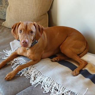Cozy Vizsla Relaxing on Living Room Sofa