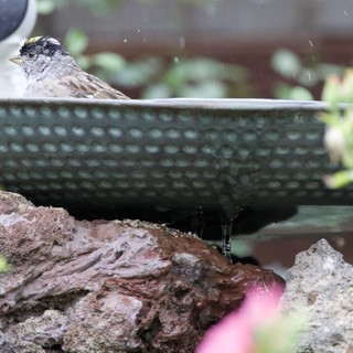 Golden-Crowned Sparrow Bathing in Garden Water Feature