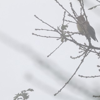 Sparrow Perched on Winter Branch in Fog
