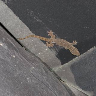 Gecko Perched On Building Wall