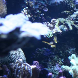 A Diverse Community in the Coral Reef