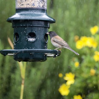 Junco Feeding at Bird Feeder in Spring Rain