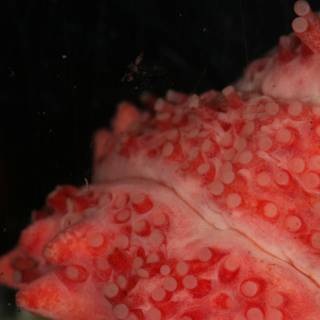 A Red Sea Anemone Up Close