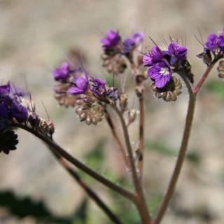 Purple Geraniums in the Field