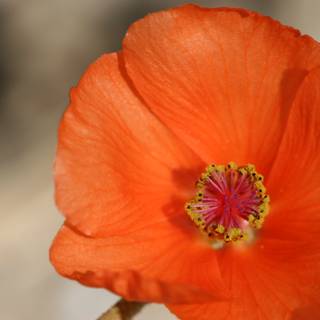 Vibrant Orange Geranium Flower