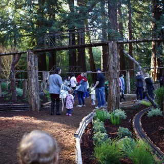 Pacific Northwest forest park or botanical garden, possibly California redwood region