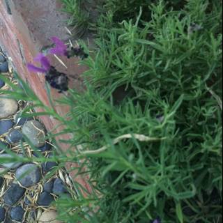Purple Herb Garden