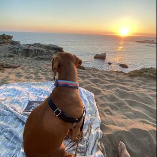 Sunset Serenity with Furry Companion