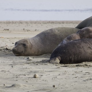 Elephant Seals Resting on Drakes Beach Shore