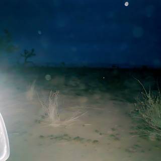 Night Ride through the Desert