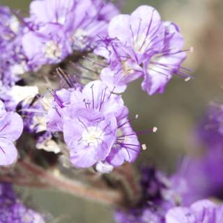 Geranium Purple Flowers
