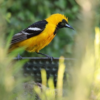Hooded Oriole Perched on Wire in Garden Setting