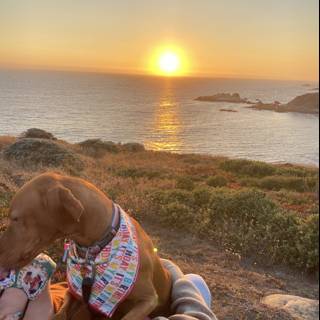 Sunset Bliss with My Furry Bestie