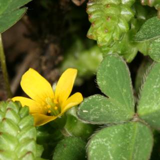 A Small Yellow Flower Amidst Lush Green Foliage